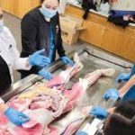 images-pv7d01r4naryswr3qske13gaf7ht0ohtelvep150m4